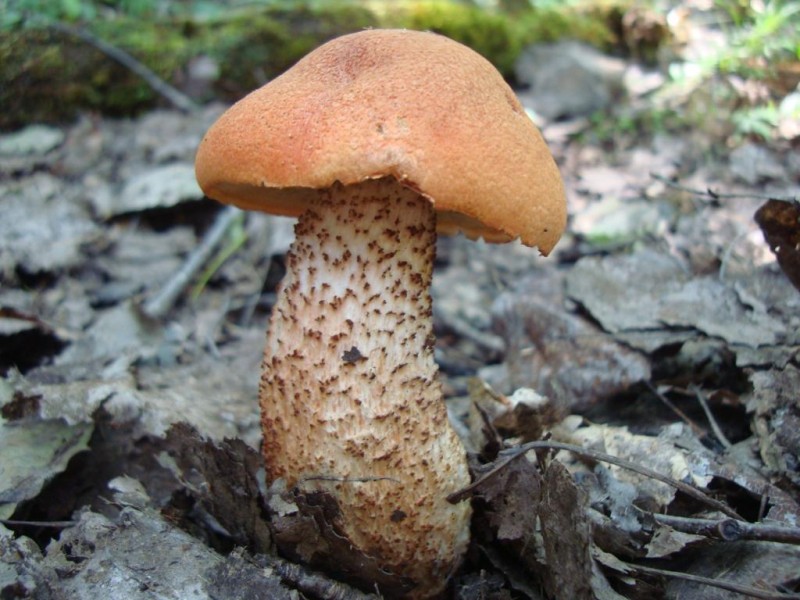 grybai 054.jpg
