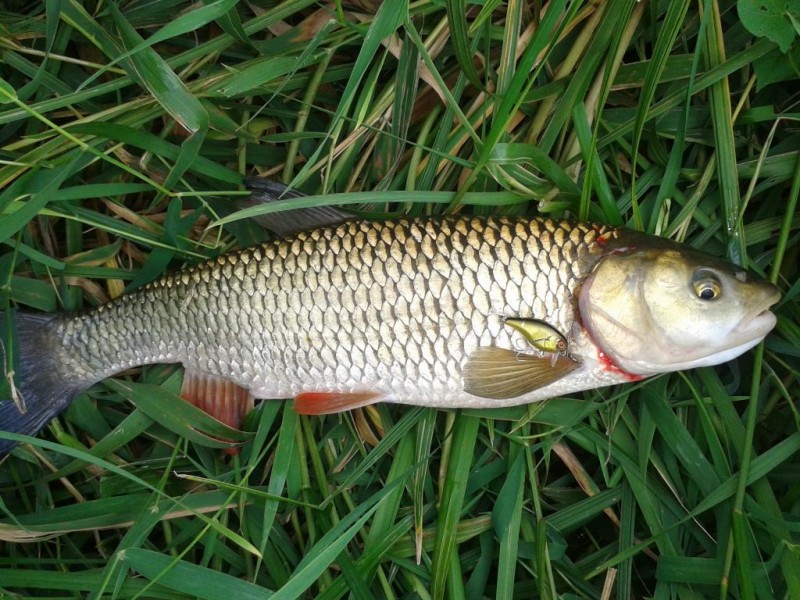20140810_sapalas.jpg