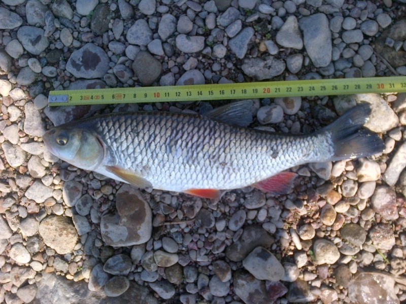 IMG-20130608-00235.jpg