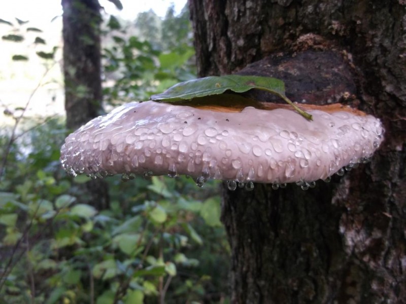 DSCF2726.jpg