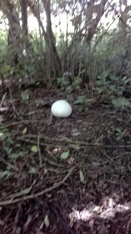 WP_20140906_040.jpg