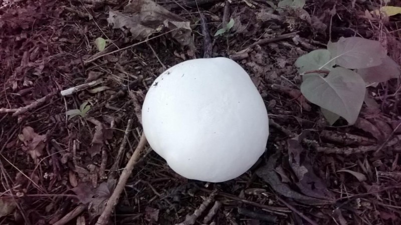 WP_20140906_042.jpg