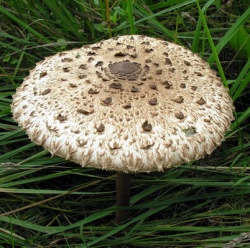 250px-Sketine_stambiazvyne_MKE_2008-09-13.jpg
