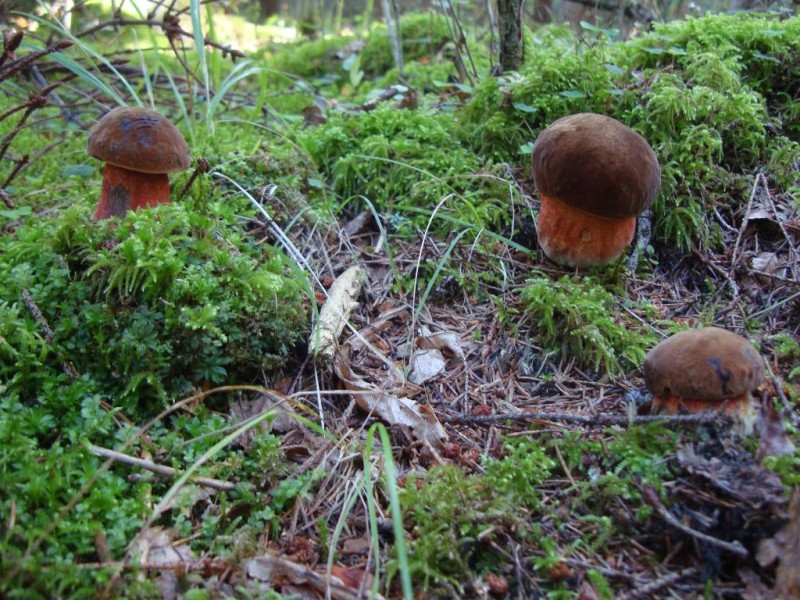 grybai 067.jpg