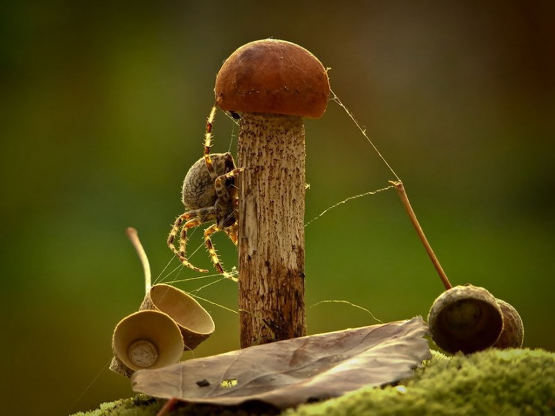 mushroom-photography-vyacheslav-mishchenko-31.jpg