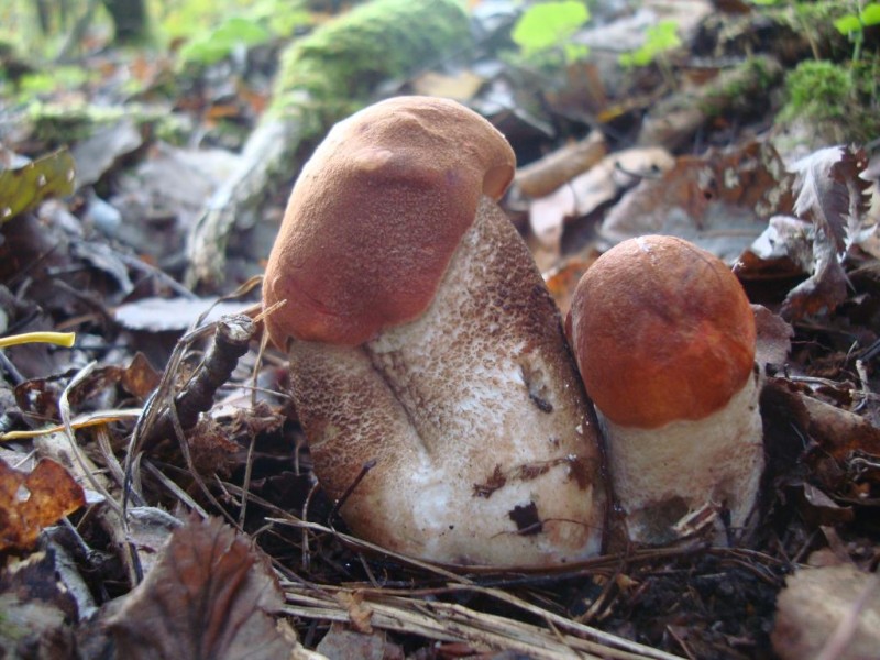 gryb 029.jpg