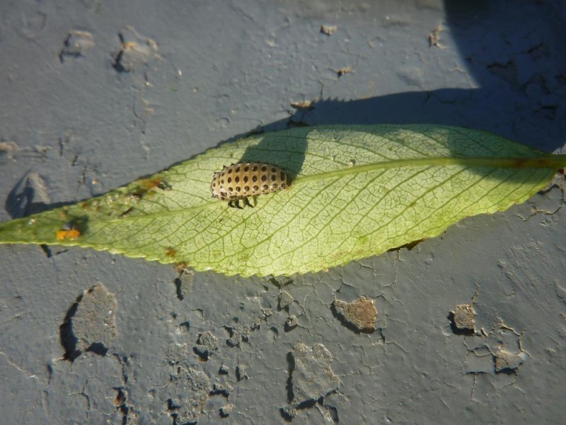 P1070544.JPG