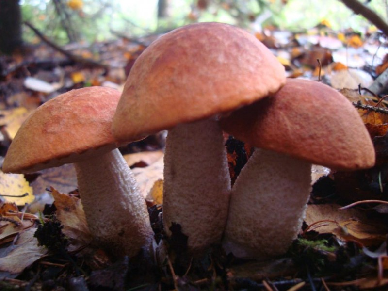 gryb 023.jpg