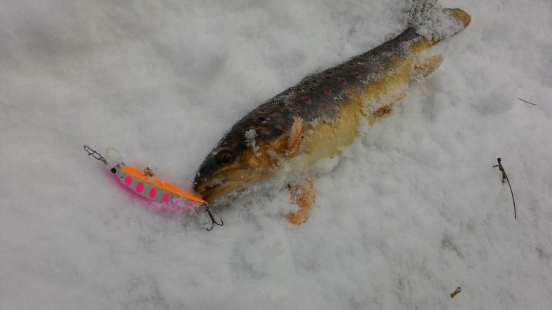 P_20150203_123257.jpg