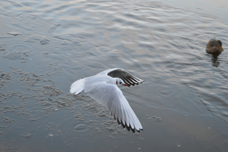 DSC_0067.JPG