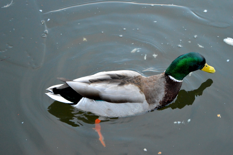 DSC_0093.JPG