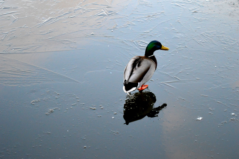 DSC_0097.JPG