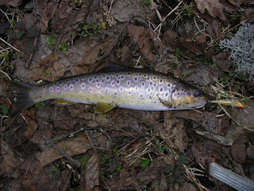 IMGP0727.JPG