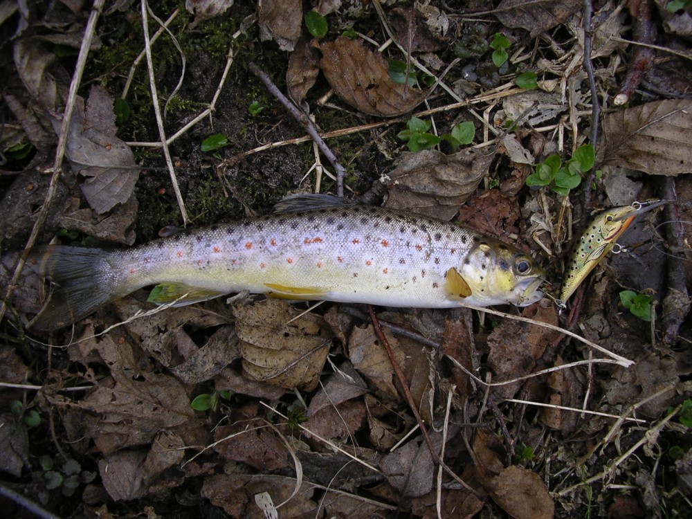 IMGP0729.JPG