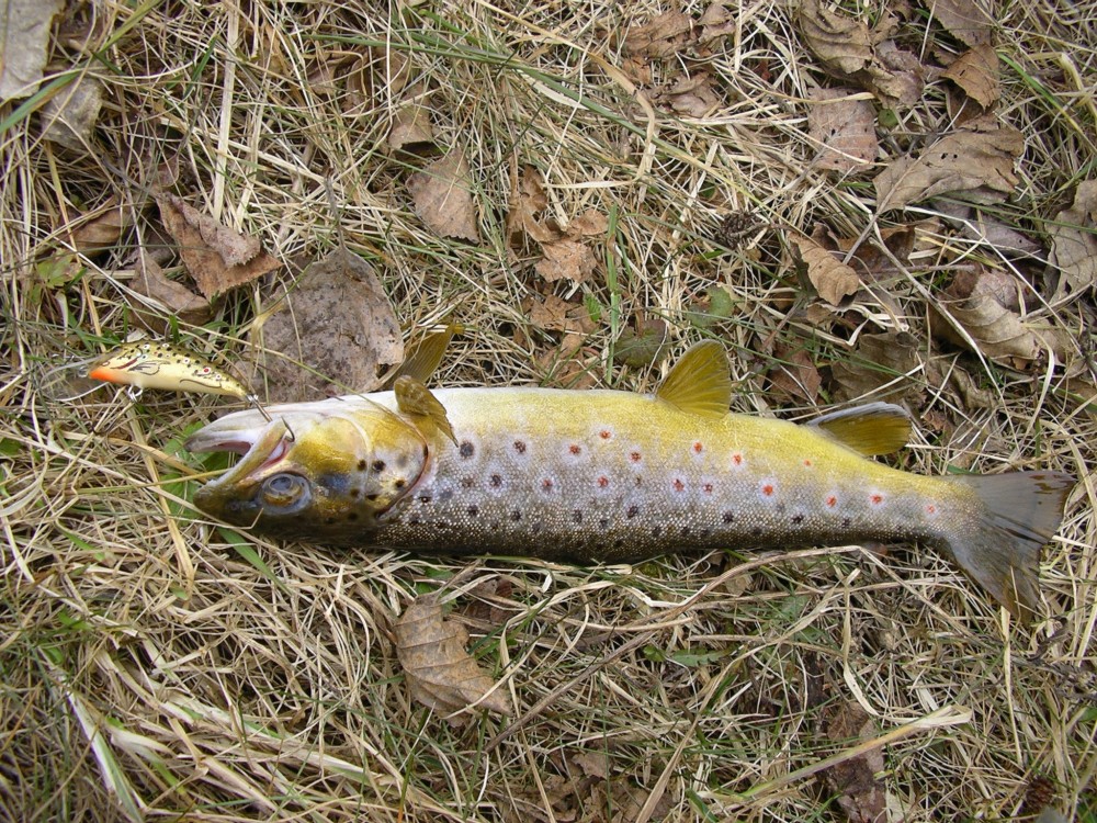 IMGP0730.JPG