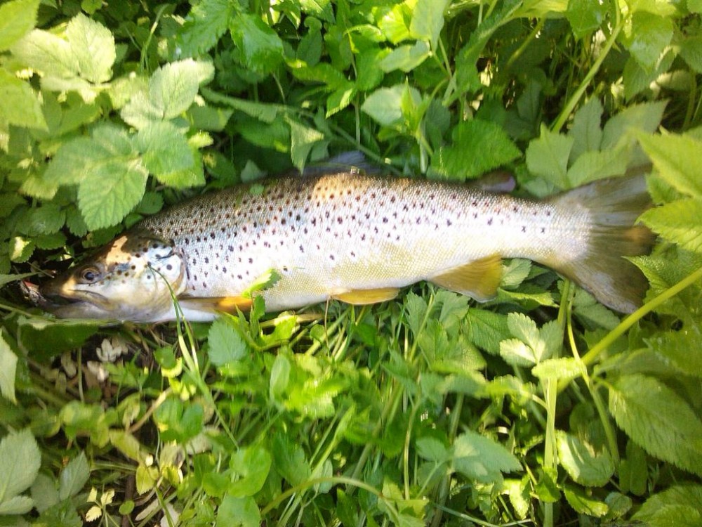 IMG_20150510_102925.jpg