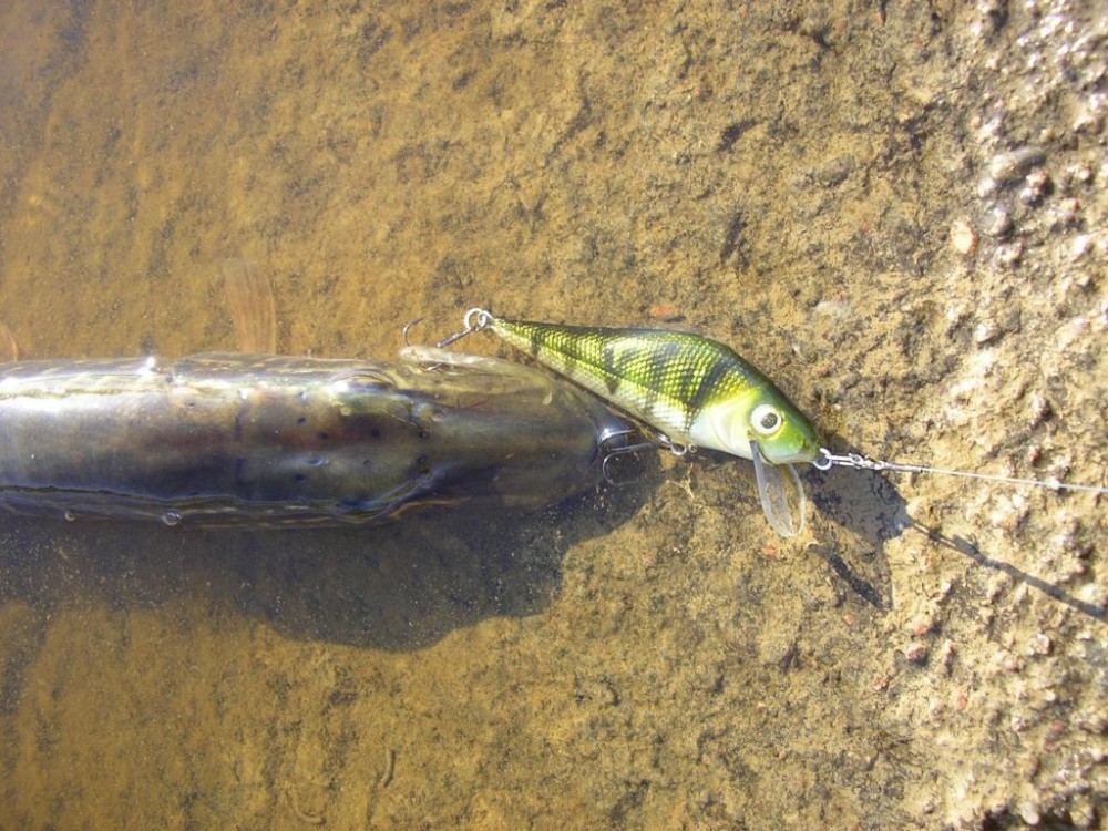 lydekis.jpg