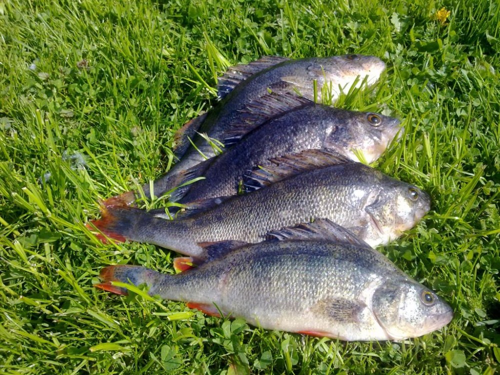 20150512597.jpg