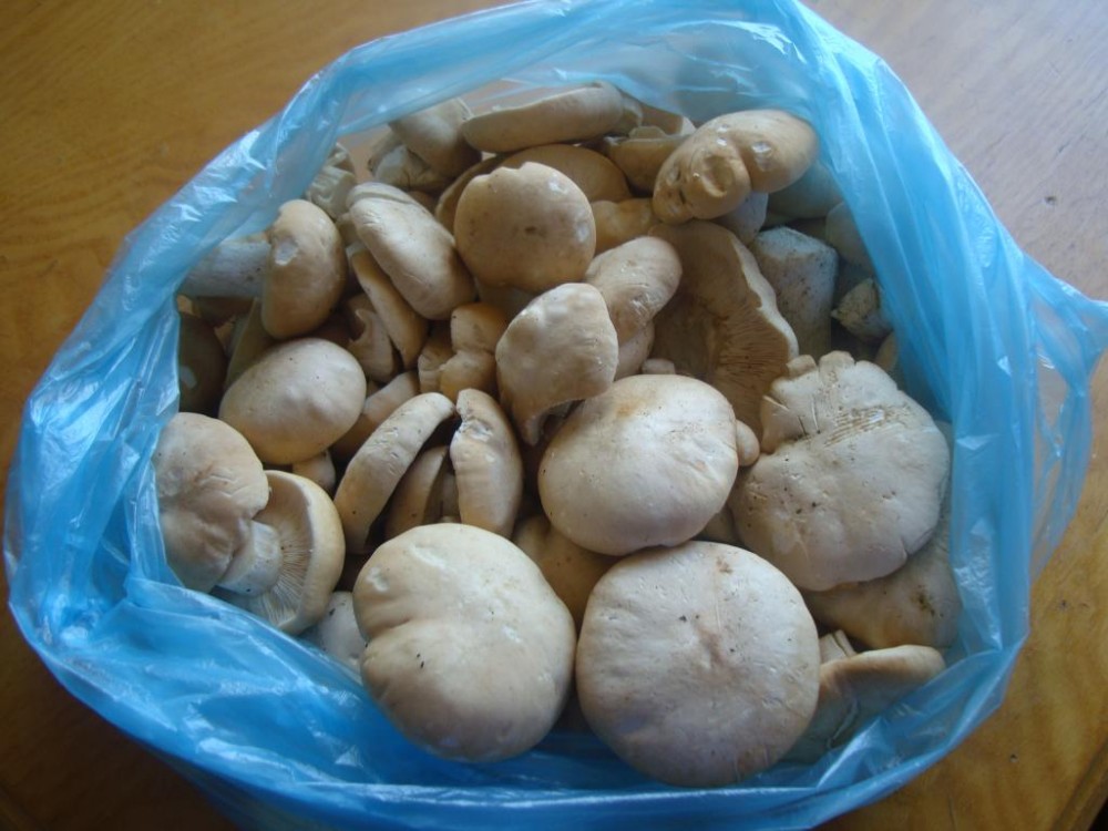 hobis 088.jpg