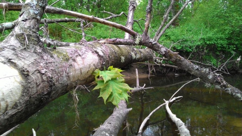P_20150530_080921.jpg