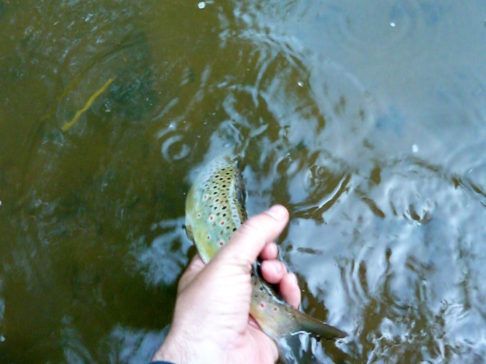 P1070060-001.JPG