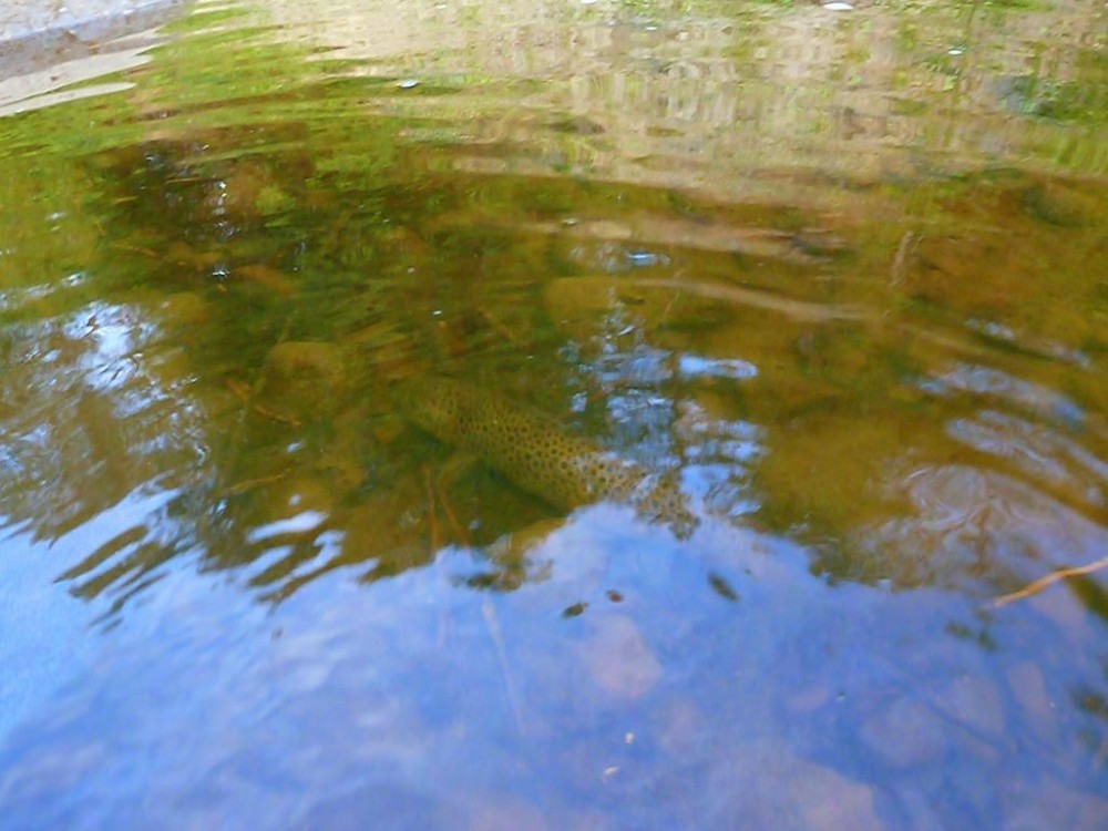 P1070231-001.JPG