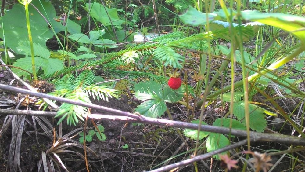 P_20150718_105804.jpg