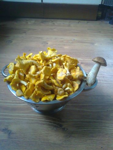 grybai_n.jpg