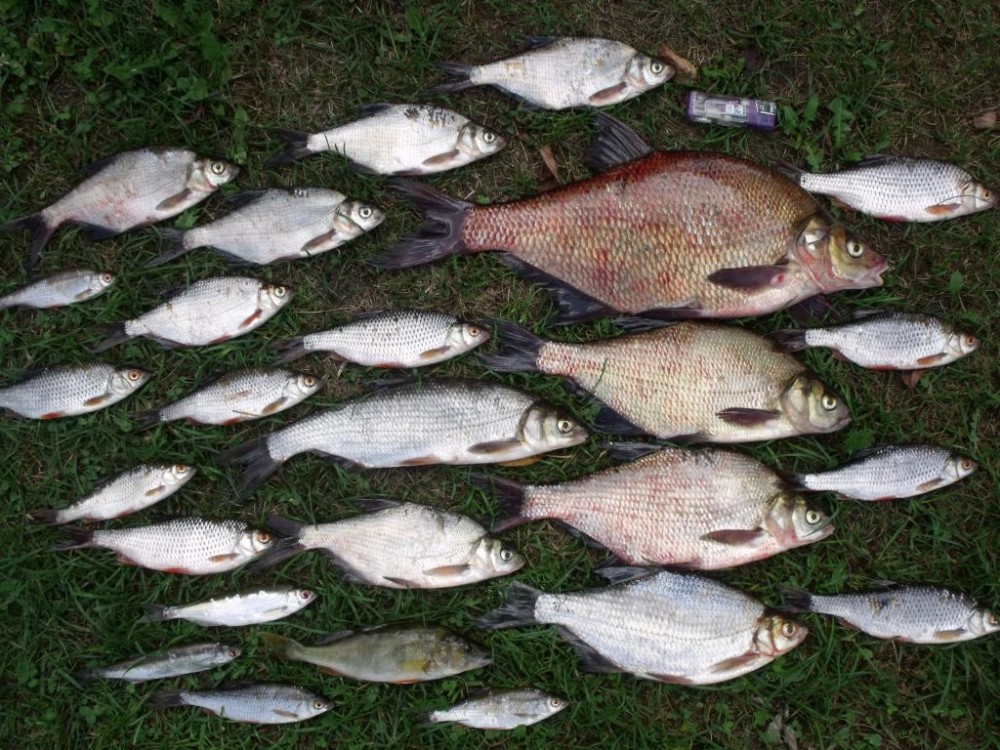 10.08.2015 001.jpg
