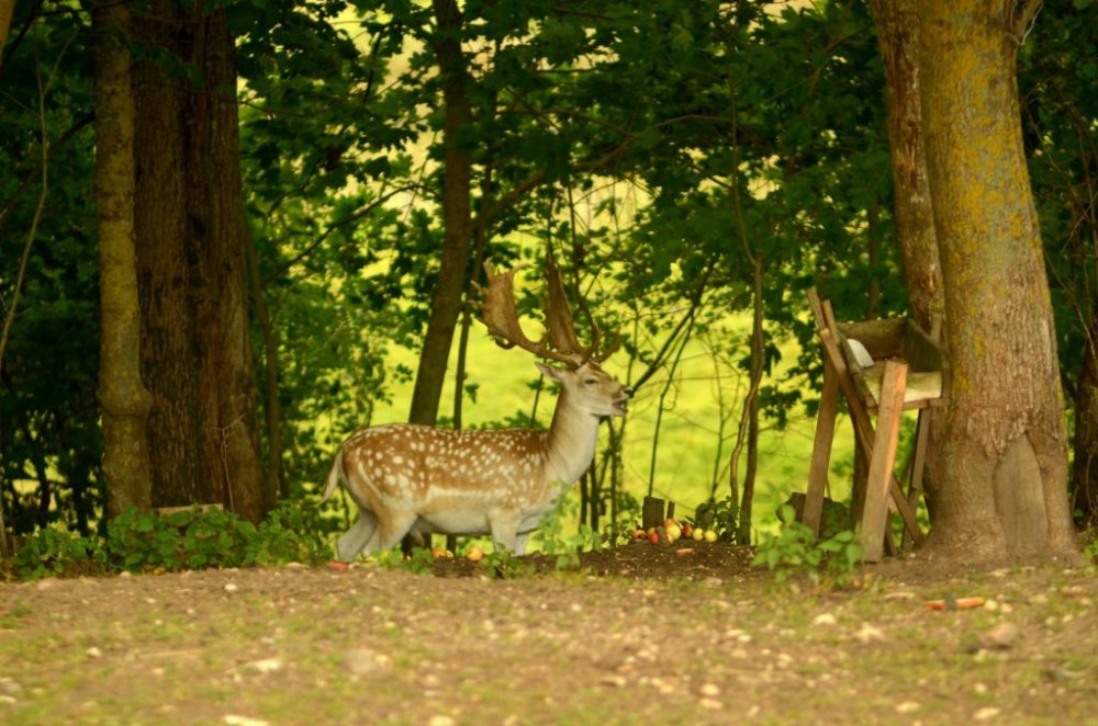DSC_2788.JPG