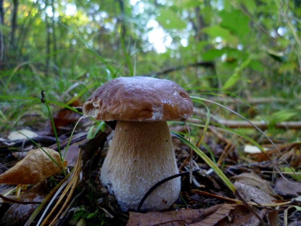 P1050710-001.JPG