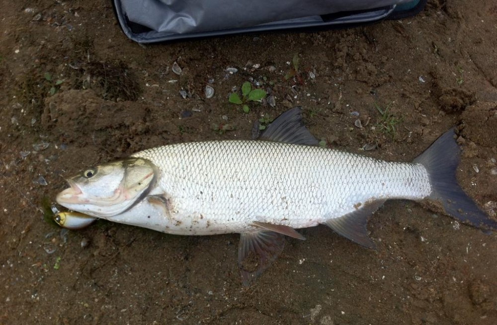 salvis 48cm.jpg