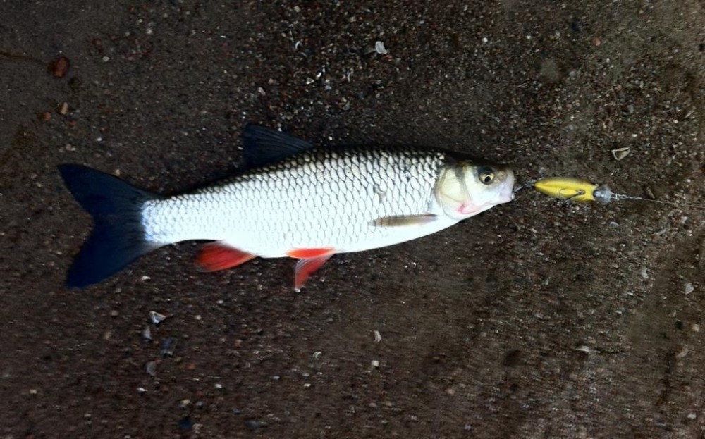 sapalas 30cm.jpg
