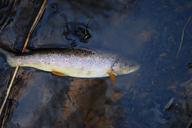 DSC_06591.jpg