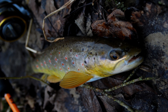 DSC_06521.jpg