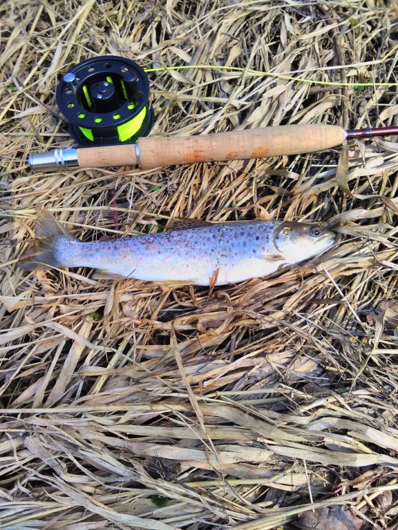 IMG_20160326_142736.jpg