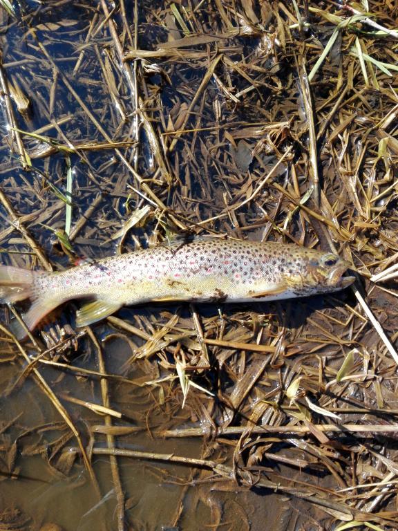 IMG_20160329_122959.jpg