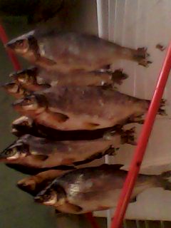 IMG0029B.jpg