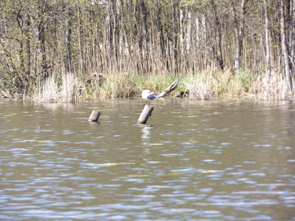 DSCF1268.JPG