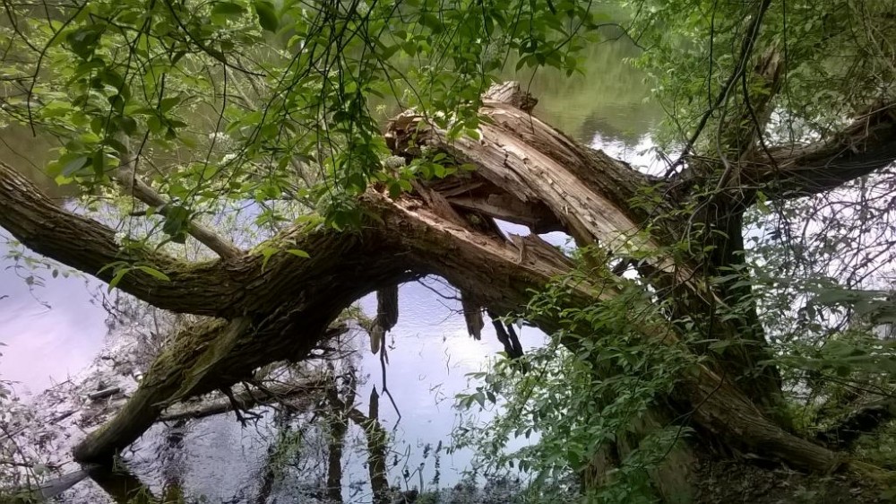 WP_20160510_13_31_57_Pro.jpg