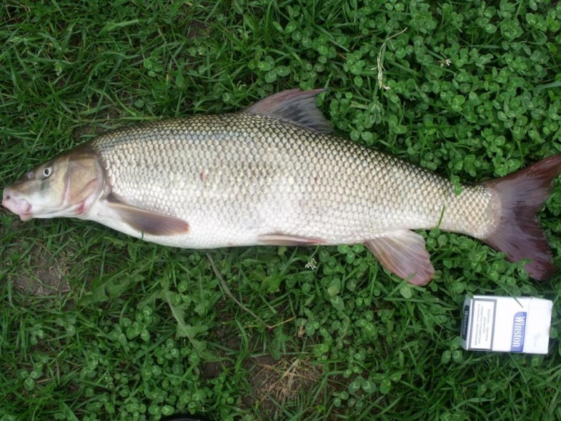 Usach 2,5kg 001.jpg