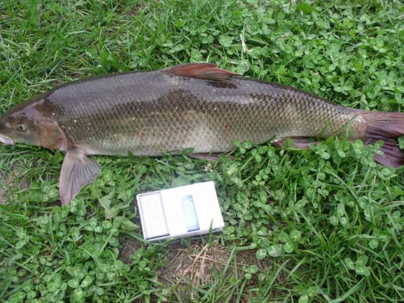Usach 2,5kg 002.jpg