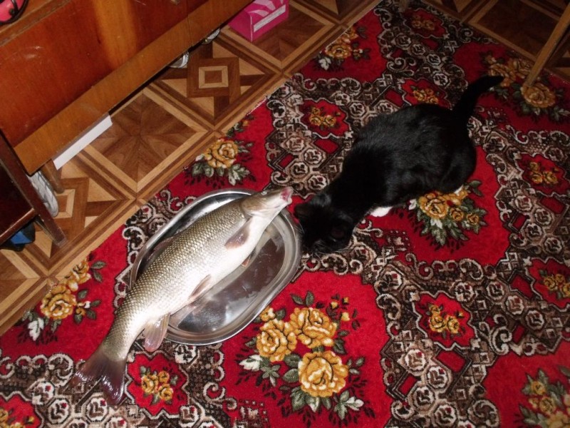 Usach 2,5kg 007.jpg