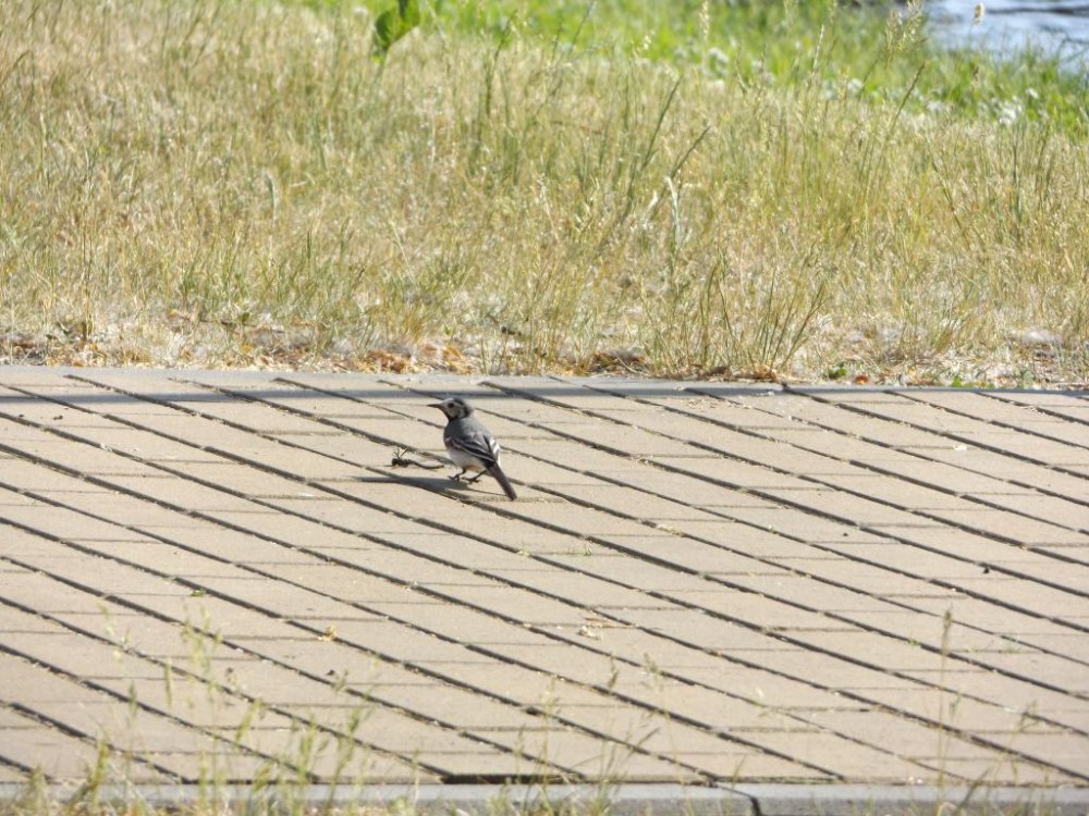 DSCF1391.JPG