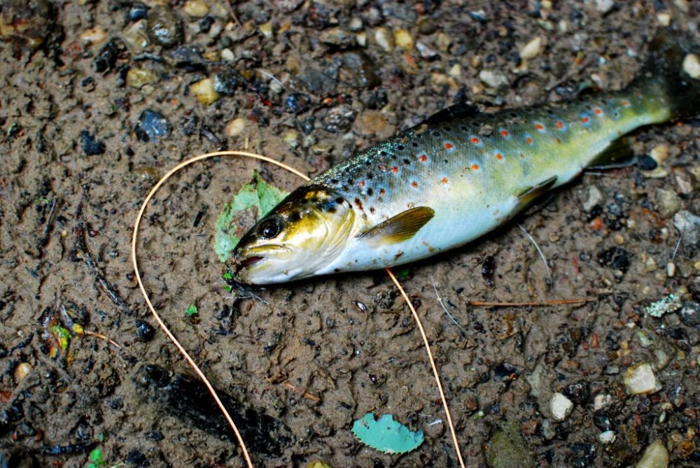 DSC_0139.JPG