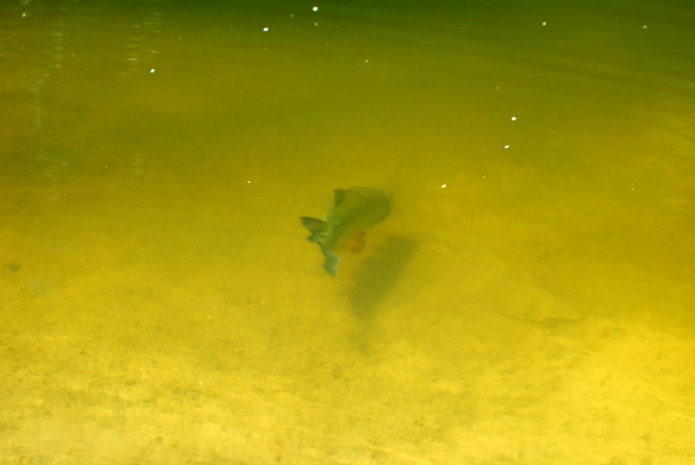 DSC_0499.JPG