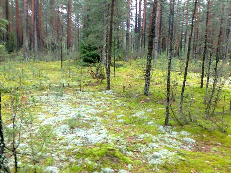 Nuotrauka0395.jpg