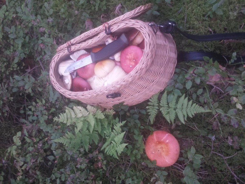 20130823_umedzikes.jpg