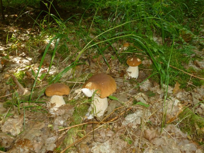 P1050125.JPG