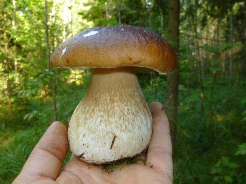 P1050146.JPG